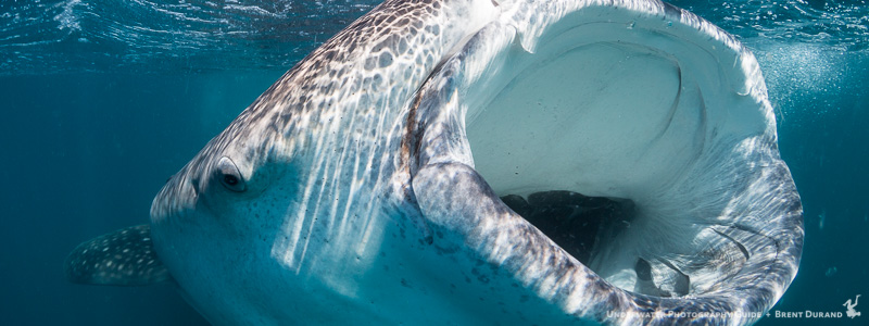A whale shark feeds on the surface in La Paz, Mexico. Canon 5D Mk III, Tokina 10-17mm fisheye lens. ISO 320, f/11, 1/200.