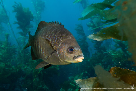 Portrait of a perch. Photo: Brent Durand