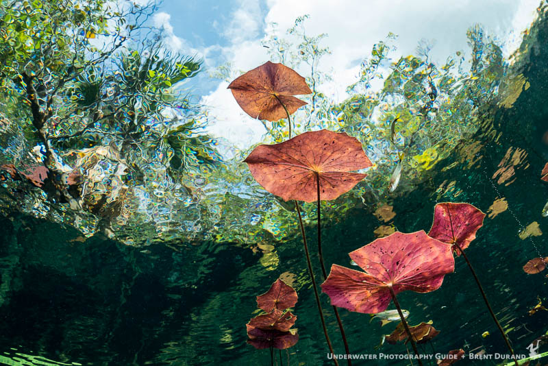 Lillies reach towards the sky at Car Wash cenote. ISO 100, f/8, 1/125 Lillies Cenotes