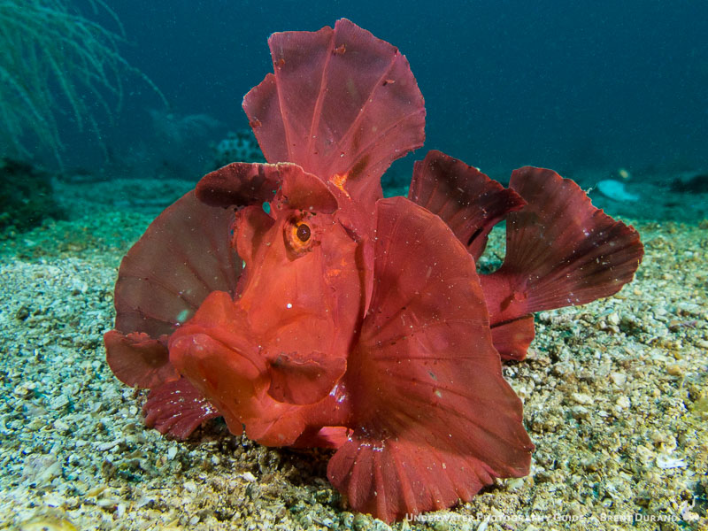 Canon G16, Fantasea housing, dual I-Torch venom38 lights. ISO 320, f/6.3, 1/320 Canon G16, Fantasea housing, dual I-Torch venom38 lights. ISO 320, f/6.3, 1/320