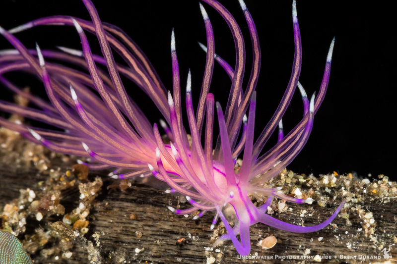 A nudibranch moves along the reef. Canon 7D Mk II and Canon 100mm macro lens.