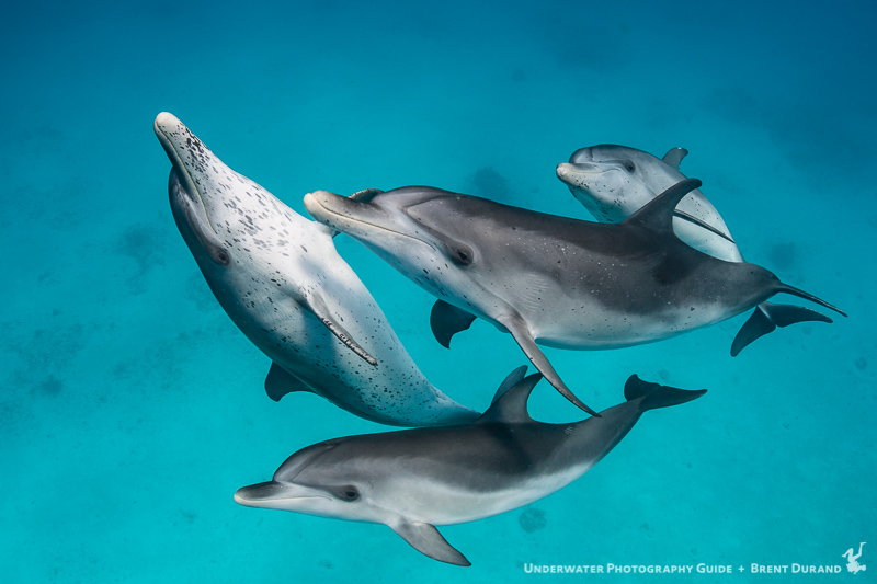 Atlantic Spotted Dolphins play in the Bahamas. Canon 7D Mk II and Tokina 10-17mm fisheye lens.