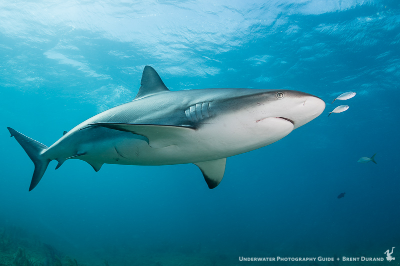 A Caribbean Reef Shark passes overhead. Canon 7D Mk II and Tokina 10-17mm fisheye lens.