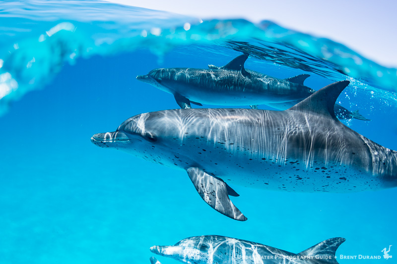 Atlantic Spotted Dolphins play in the Bahamas. Canon 7D Mk II and Tokina 10-17mm fisheye lens.
