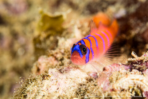 A goby rests on the substrate. Canon G7 X Mk II, Fantasea FG7XII housing, UWL +9 macro diopter. f/11, 1/200, 36.8mm uncropped.