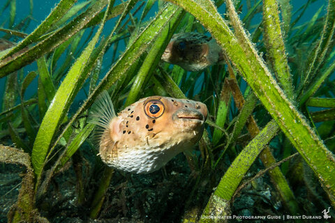 A pufferfish smiles from inside some sea grass. Canon G7 X II in Fantasea housing with single SeaLife Sea Dragon Flash. Lembeh Strait. ISO 125, f/8, 1/125. Photo: Brent Durand