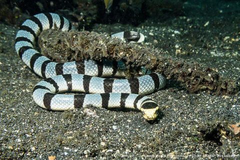 A sea snake moves across the sand in Lembeh. Canon G7 X Mk II. Photo: Brent Durand
