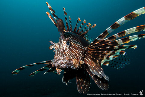 A lionfish eyes the Canon G7 X II in Fantasea FG7X II housing. Shot with a single SeaLife Sea Dragon Flash. Photo: Brent Durand