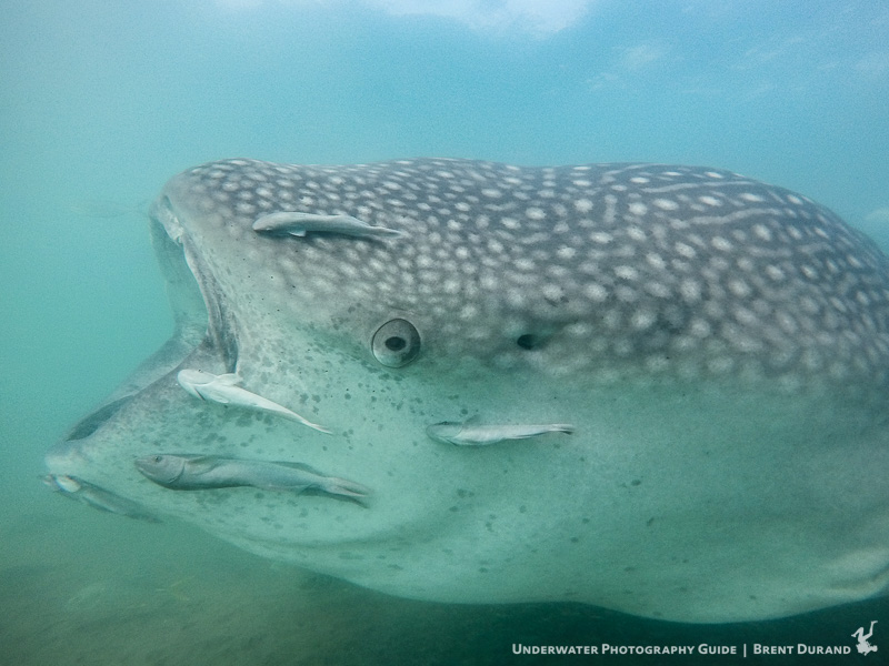 A whale shark feeds along the bottom in the bay of La Paz. GoPro HERO5, ambient light only. Photo: Brent Durand