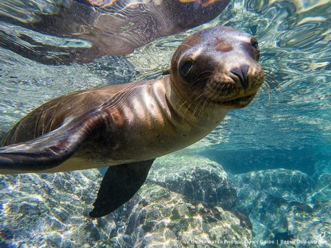 A sea lion pup takes a break from play. Shot on the GoPro HERO5 with dual I-Torch Venom 38 video lights. Photo: Brent Durand