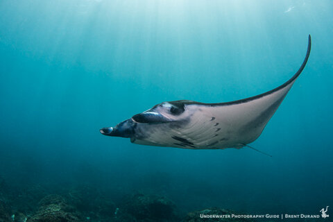 A manta ray flies over the reef at Nusa Penida, Bali. Sony a6300, Tokina 10-17mm with Metabones adapter. Photo: Brent Durand