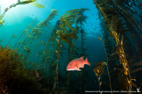 Kelp forest scene. Canon 5D Mark IV, Tokina 10-17mm fisheye lens, 8" acrylic dome port. Photo: Brent Durand