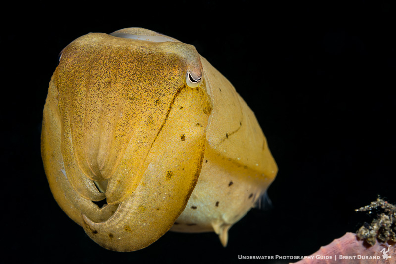 A cuttlefish hovers in front of the Sony a6300 mirrorless camera. Photo: Brent Durand