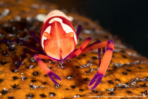 An emperor shrimp poses for a portrait. Sony a6300, Sony 90mm macro lens, SubSee +10 diopter. Photo: Brent Durand