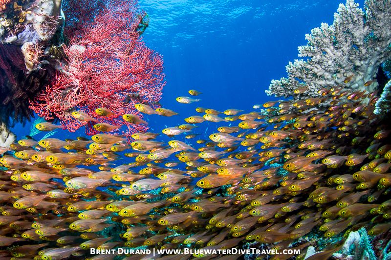 Canon 5D Mark 3 underwater photo