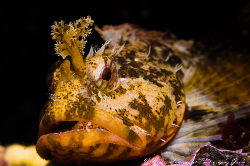 Canon EOS R, Sea & Sea housing, Canon 100 mm macro lens, f/16, 1/160, ISO 200 Canon EOS R, Sea & Sea housing, Canon 100 mm macro lens, f/16, 1/160, ISO 200