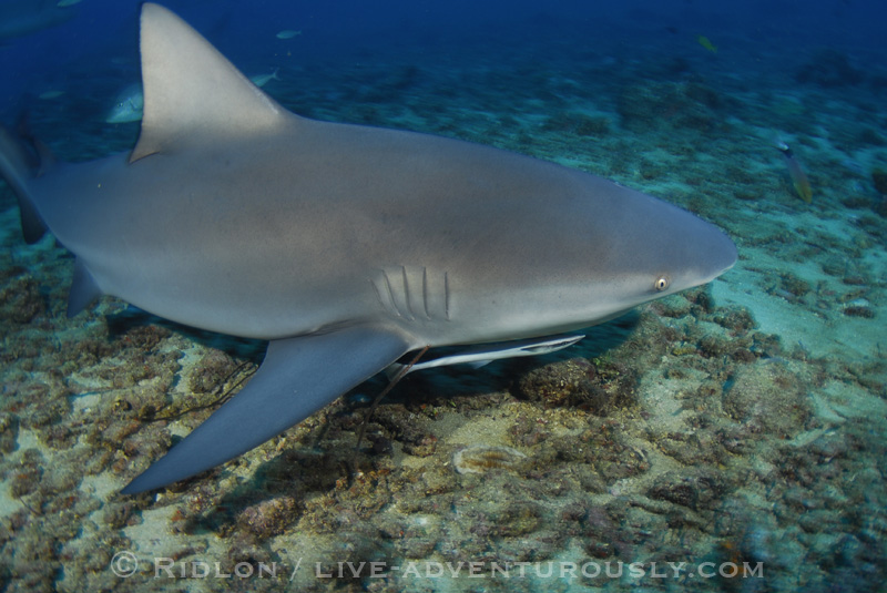 fiji shark dive