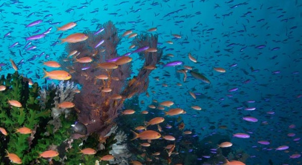 Fiji Ultimate 10-night Soft Coral & Shark Liveaboard Trip Oct 2025