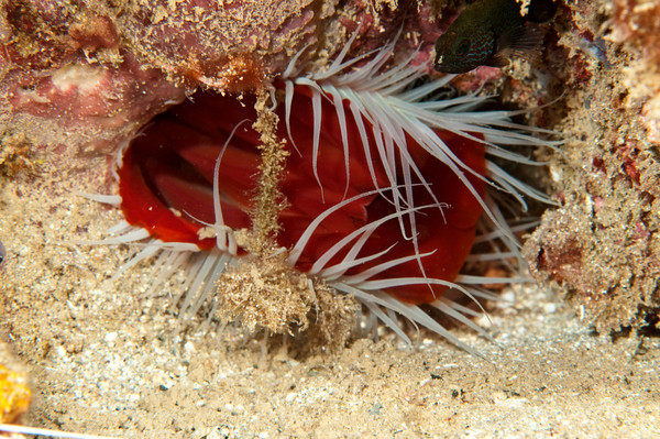 flame scallop underwater photo