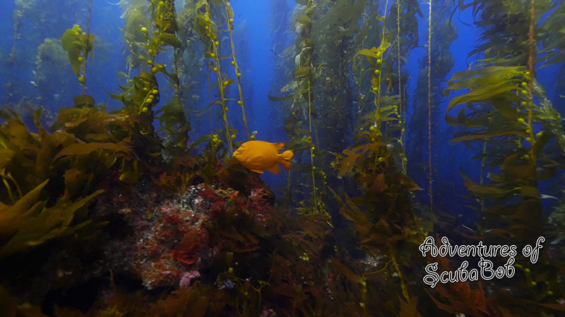 Kelp forest scene shot at Santa Barbara Island. Frame grab from 4K video shot using the Panasonic 7-14mm lens