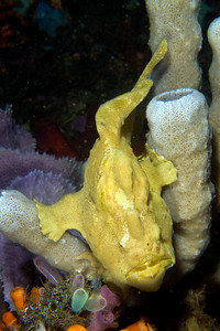 frogfish, lembeh
