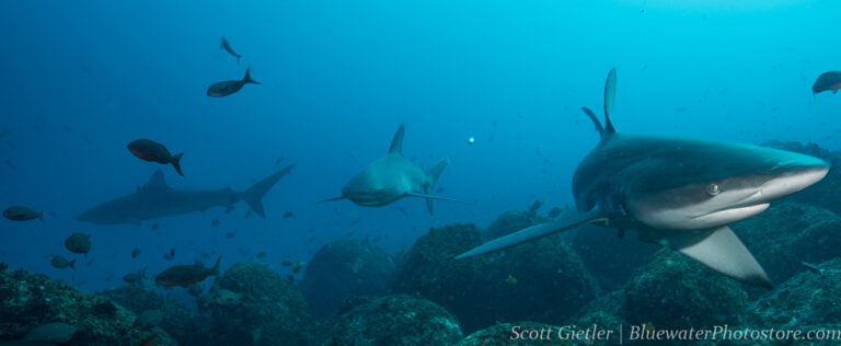 5 Amazing UW Photo Encounters in the Galapagos galapagos-sharable-129
