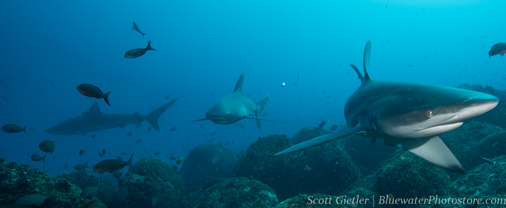 5 Amazing UW Photo Encounters in the Galapagos