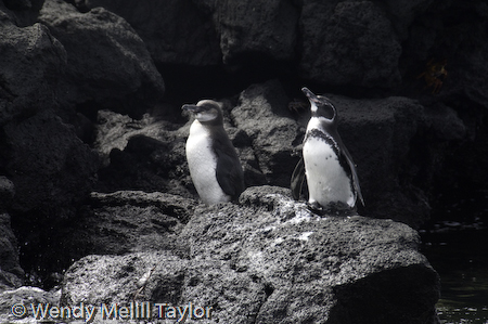 Galapagos penguins