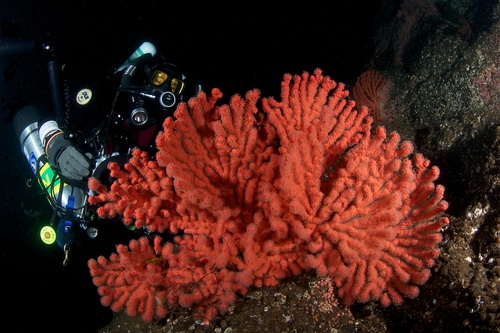 gorgonian-coral