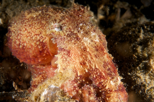giant pacific octopus