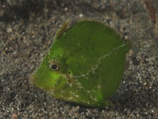underwater critter photography