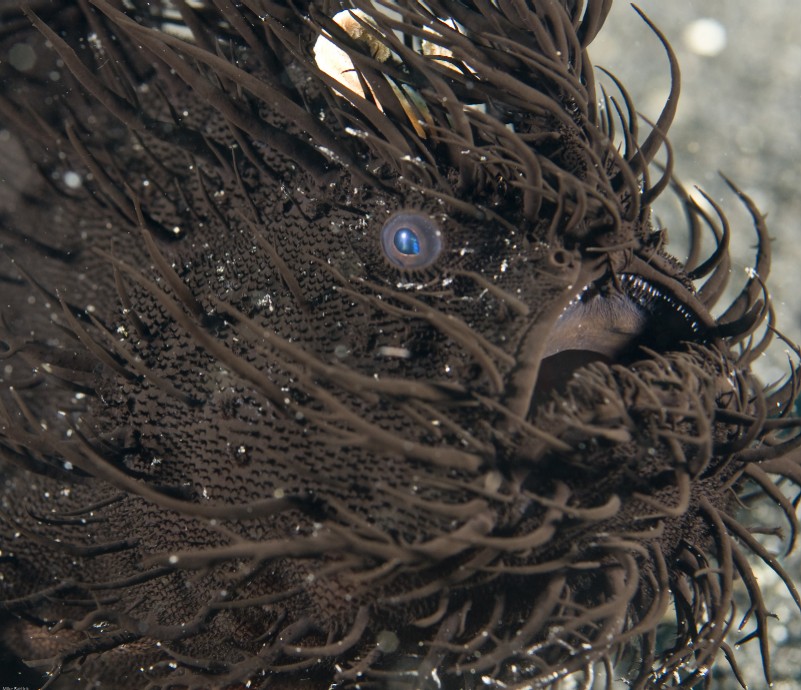 hairy or striated frogfish