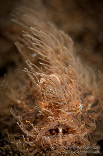 hairy frogfish