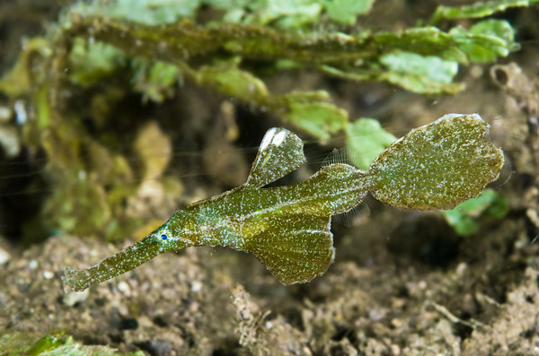 Halimeda ghost pipefish