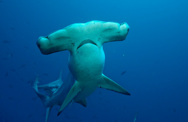 hammerhead shark closeup