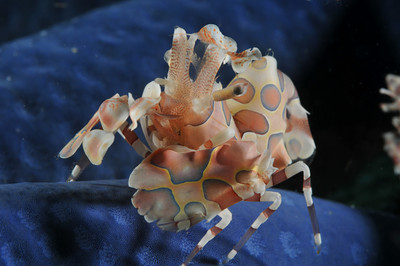 harlequin shrimp