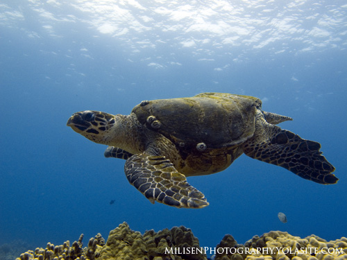 hawksbill sea turtle
