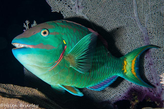 Nikon D810 review for underwater photography