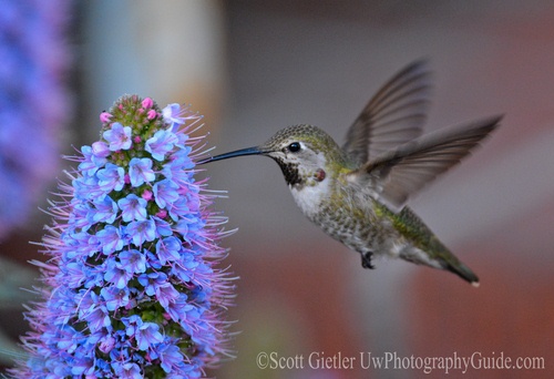 nikon d7100 review auto-iso