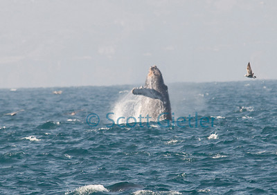 Humpback whale breaching