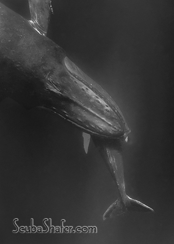 humpback whale socorro