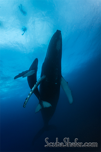 humpback whale socorro