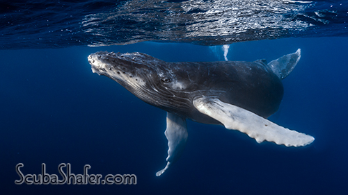 humpback whale socorro