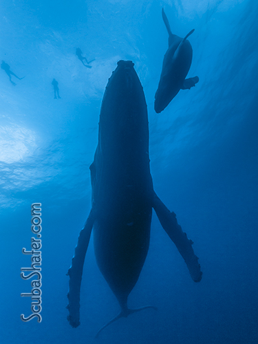 humpback whale socorro