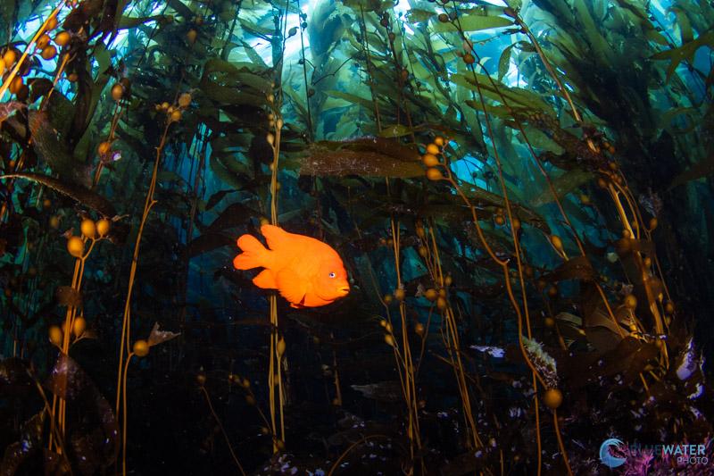 This photo was captured on a cloudy day in the dense kelp forests of Anacapa Island, California. We needed to bump up our ISO to 320 and lower out shutter speed to 1/40 in order to get details from the kelp (f/9). This photo was captured on a cloudy day in the dense kelp forests of Anacapa Island, California. We needed to bump up our ISO to 320 and lower out shutter speed to 1/40 in order to get details from the kelp (f/9).