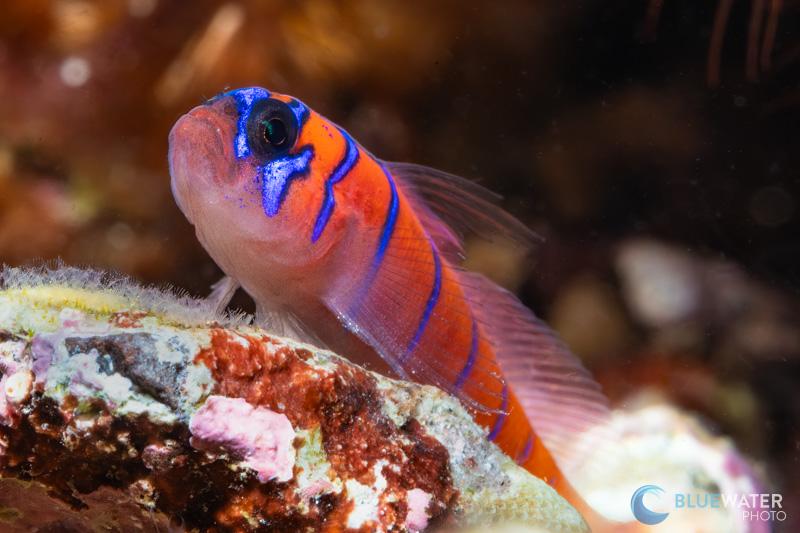 Nice creamy bokeh in this supermacro image of a blue banded goby captured with the Canon R100, Canon RF100mm macro lens, Kraken +13mm diopter, and a single Ikelite DS 230 strobe. f/22, 1/160, ISO 160 Nice creamy bokeh in this supermacro image of a blue banded goby captured with the Canon R100, Canon RF100mm macro lens, Kraken +13mm diopter, and a single Ikelite DS 230 strobe. f/22, 1/160, ISO 160
