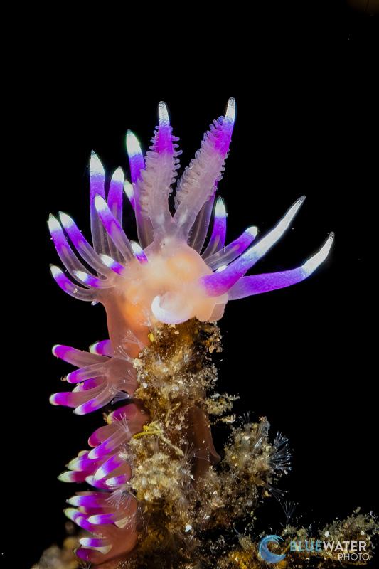 This tiny nudibranch was photographed with the Canon RF 100mm f/2.8 macro lens and the Canon EOS R100 camera. 1/160, f/22, ISO 160 This tiny nudibranch was photographed with the Canon RF 100mm f/2.8 macro lens and the Canon EOS R100 camera. 1/160, f/22, ISO 160