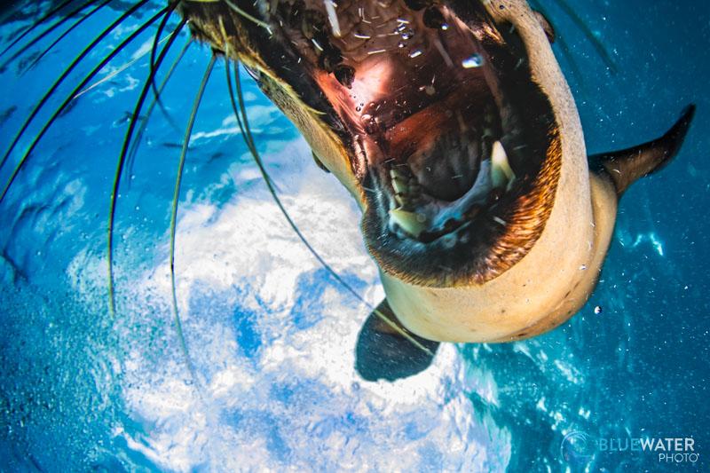 Even if the autofocus system on the R100 is not as advanced with AI features found in the R7, it is still capable of capturing quick animals like this playful sealion! Photographed with the Ikelite R100 housing, Tokina 10-17mm fisheye, and a single Ikelite DS 160 Mark II strobe. f/9, 1/160, ISO 200 Even if the autofocus system on the R100 is not as advanced with AI features found in the R7, it is still capable of capturing quick animals like this playful sealion! Photographed with the Ikelite R100 housing, Tokina 10-17mm fisheye, and a single Ikelite DS 160 Mark II strobe. f/9, 1/160, ISO 200