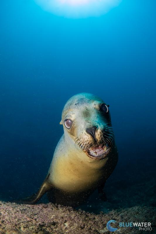 A curious sea lion photographed with the Tokina 10-17mm fisheye lens. 1/250, ISO 200, f/9 A curious sea lion photographed with the Tokina 10-17mm fisheye lens. 1/250, ISO 200, f/9