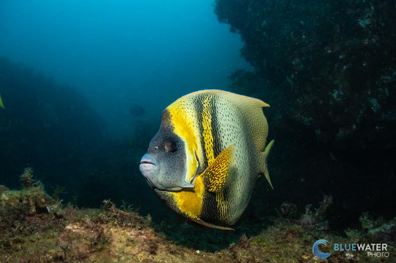 An angelfish photographed with the Canon R100 and the Canon RF 18-45mm f/4.5 - f/6.3 kit lens. The colors and details from the kit lens are excellent. The lens works with the dome port that comes in the R100 bundle. f/10, 1/80, ISO 400 An angelfish photographed with the Canon R100 and the Canon RF 18-45mm f/4.5 - f/6.3 kit lens. The colors and details from the kit lens are excellent. The lens works with the dome port that comes in the R100 bundle. f/10, 1/80, ISO 400